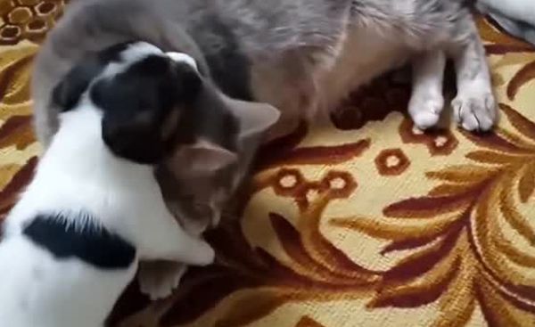 go to Funny animals